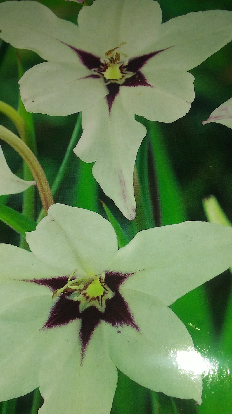 May include: Two white flowers with purple centres and green leaves in the background. The flowers have a star-shaped centre with a yellow centre.