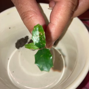 4&quot; Holly Bush Tree für Strauch oder Bonsai