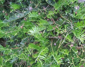 Japanese Plum Yew (3) Cuttings to Root