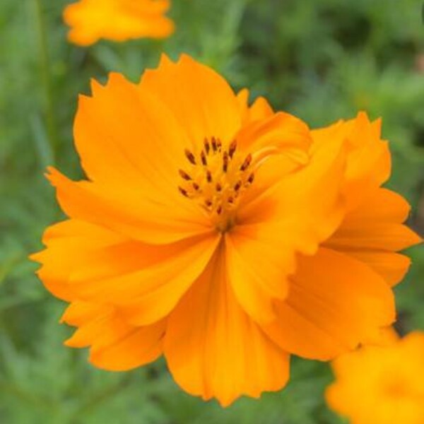 5 Baby Orange Cosmos Plants