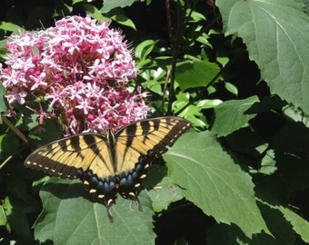 Mexican Hydrangea Clerodendrum Bungei