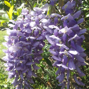 One of Dad's Fragrant Purple Wisteria Rooted Vines image 7