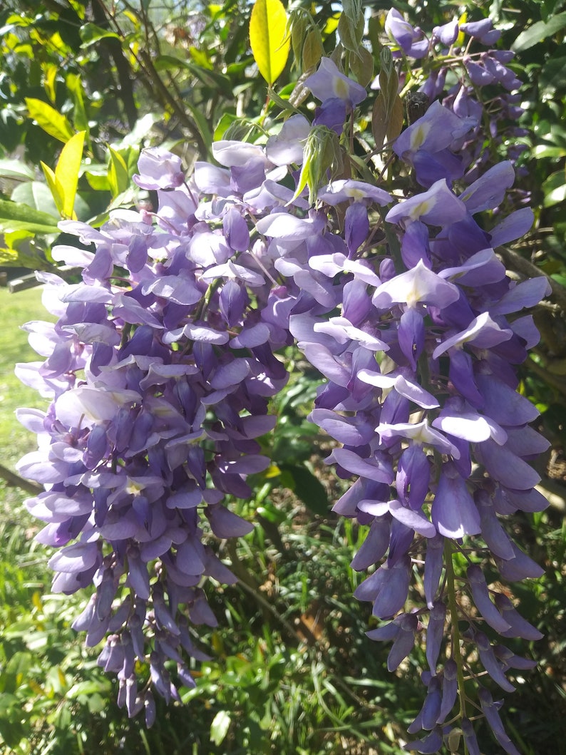 One of Dad's Fragrant Purple Wisteria Rooted Vines image 7