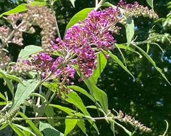 One Rooted Southern Purple Butterfly Bush Budleia