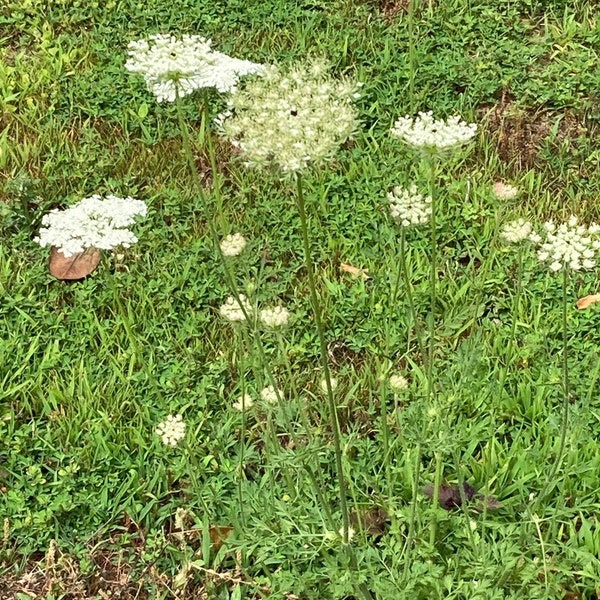 Queen Anne’s Lace perennial plant