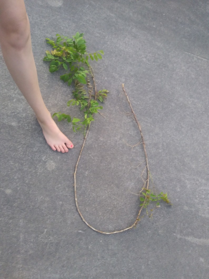 One of Dad's Fragrant Purple Wisteria Rooted Vines image 8