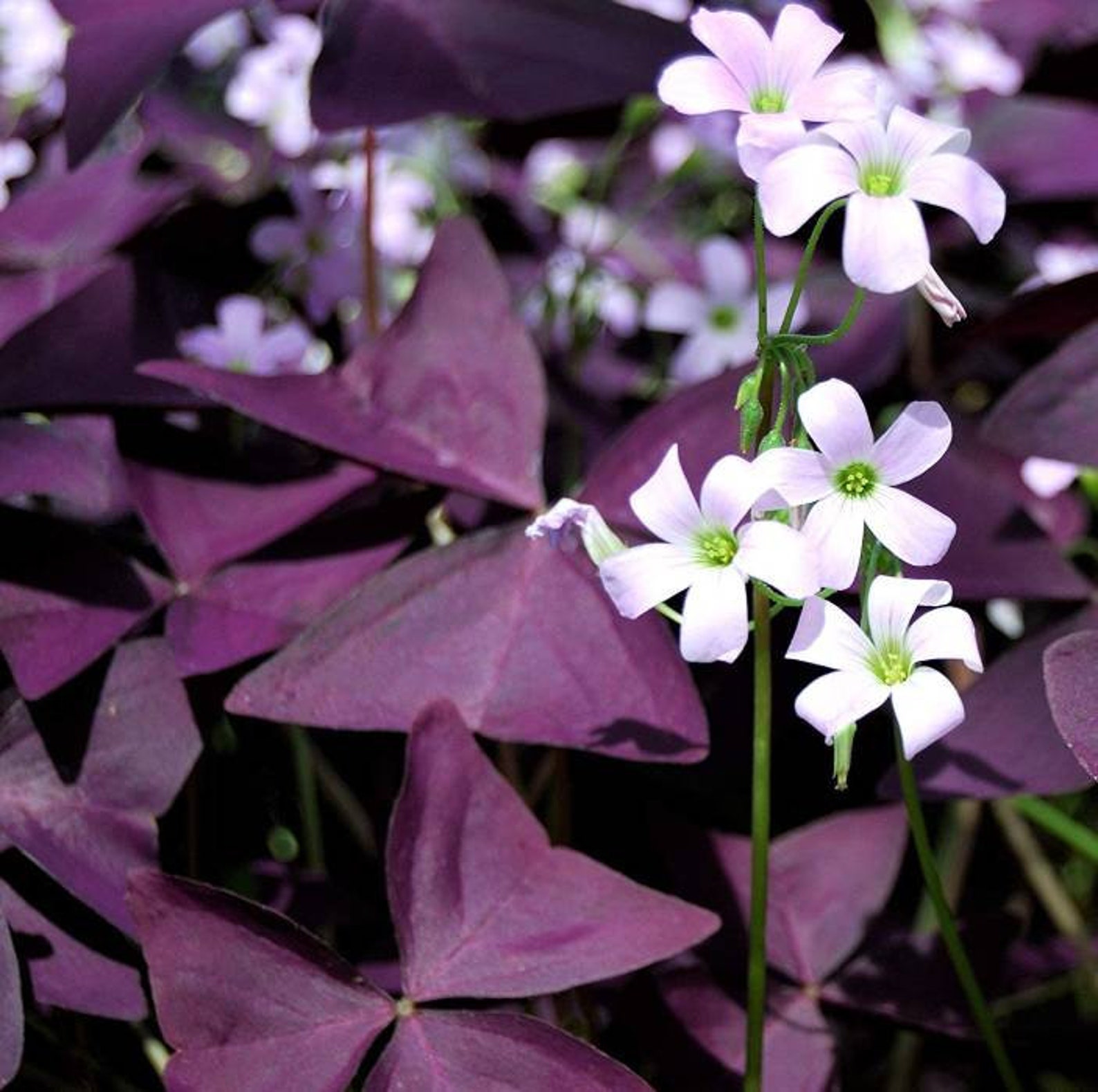 5 Pink Green Red Oxalis Corms Bulbs Ground cover Perennial Etsy