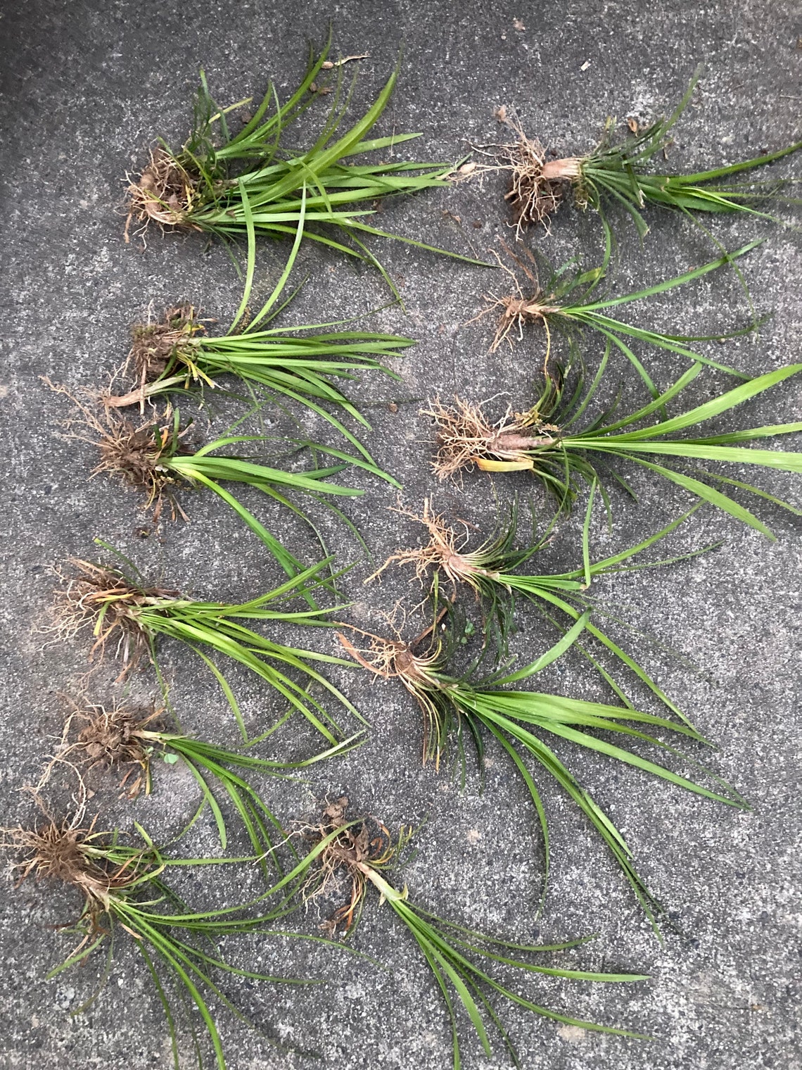 Liriope 12 Monkey Grass Plant Sprigs Groundcover Green Border Etsy