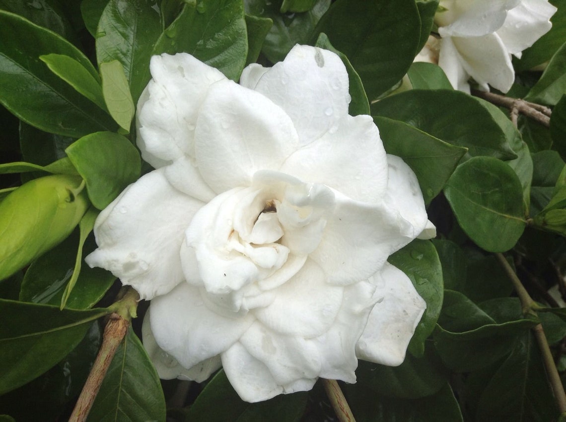 Large Southern Fragrant Gardenia Bush 4 Cuttings to Root Etsy