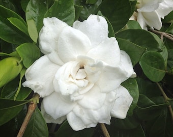 Large Southern Fragrant Gardenia Bush (4) Cuttings to Root