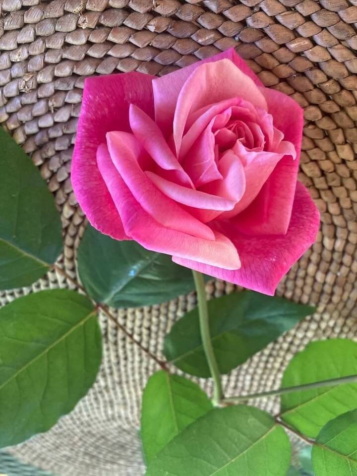 Heirloom Rose- 3 Unrooted Cuttings of Fragrant Pink 