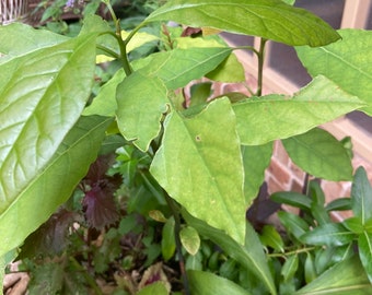 One Avocado Tree about 14” Tall