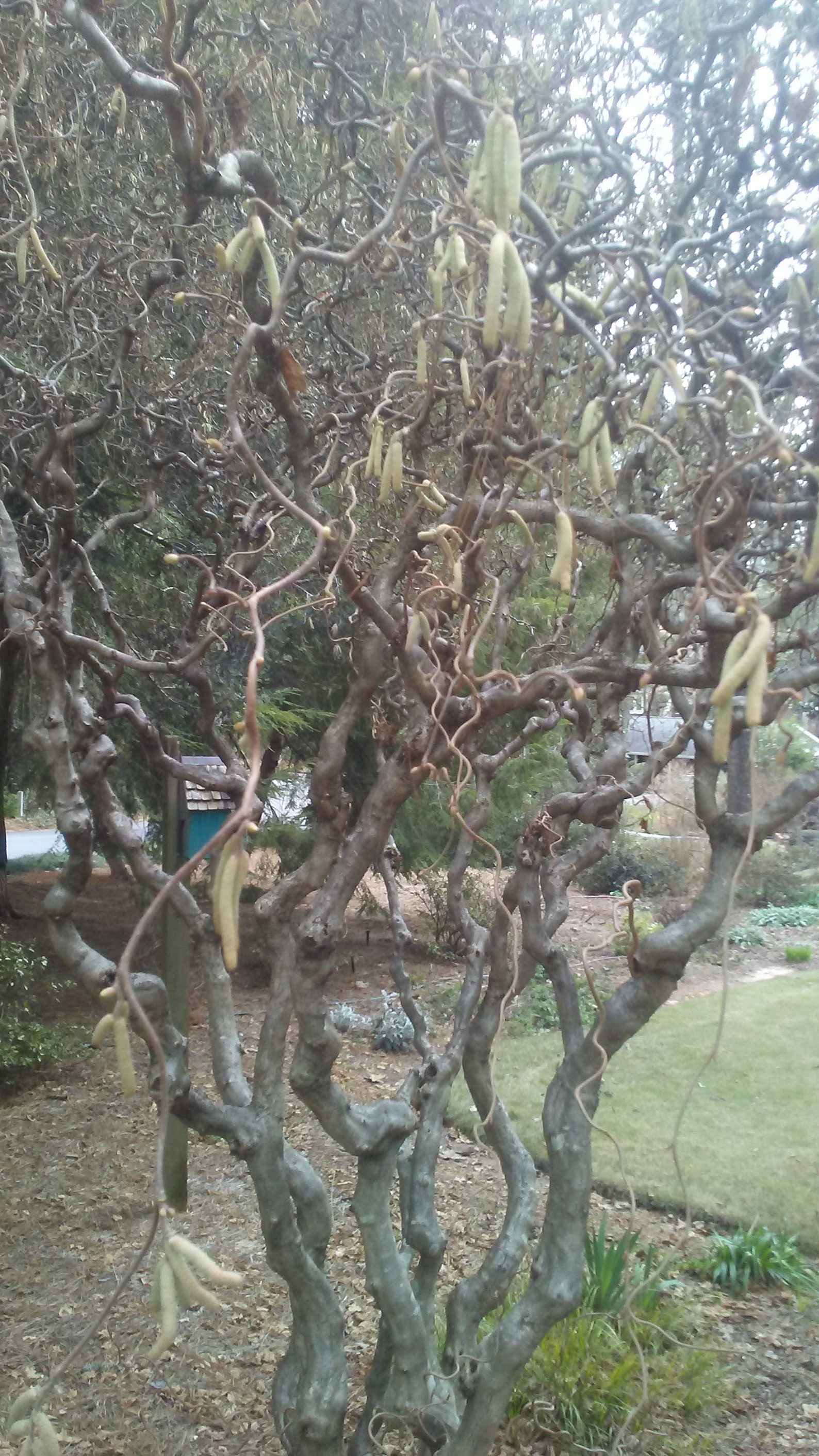 2 Contorted Filbert Tree Cuttings to Root aka Harry Etsy