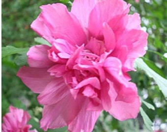 Double Pink Althea "Rose of Saron" 4 stekken tot wortel