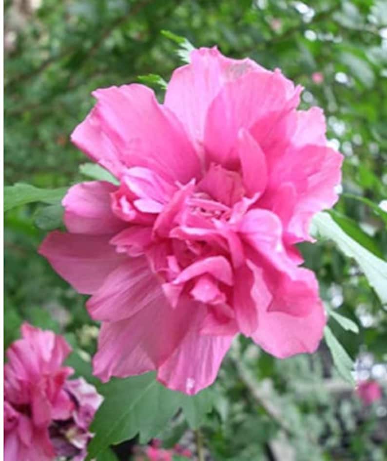 Double Pink Althea rose of Sharon 4 Cuttings to - Etsy