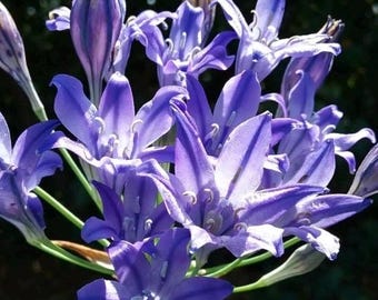 10 bulbos de lirio de racimo púrpura Reina Fabiola Triteleia Laxa