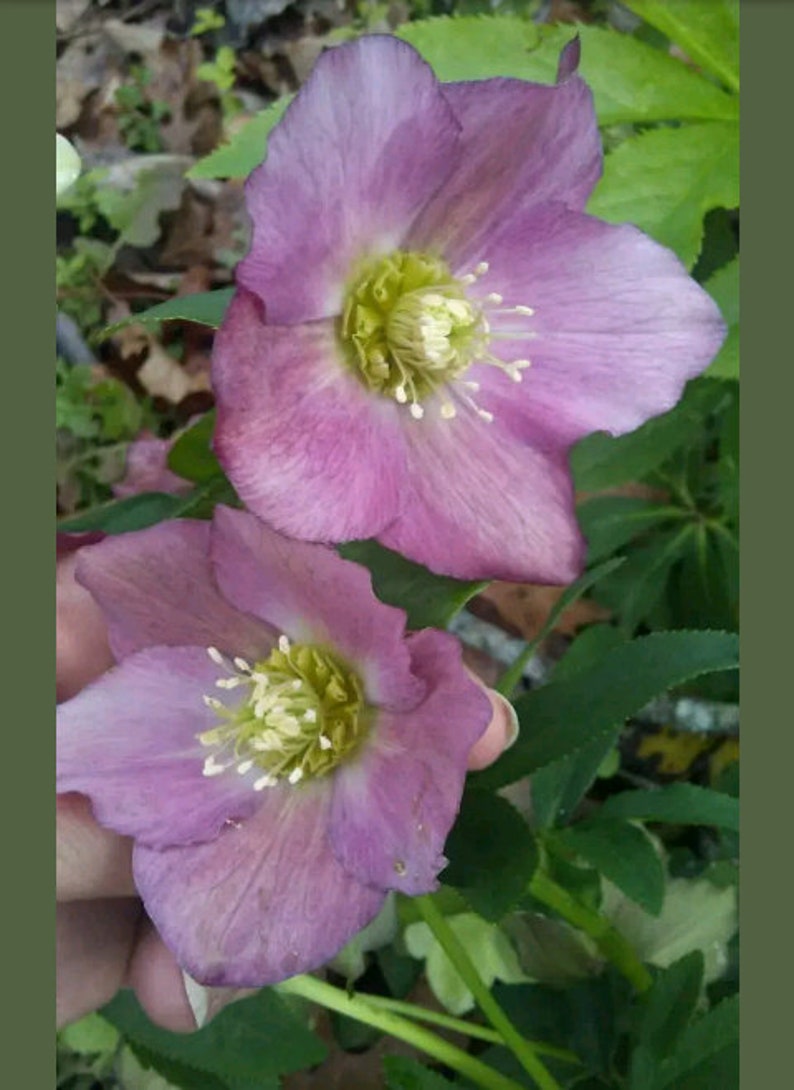 15 Lenten Rose Plants Hellebores Evergreen Perennials Helleborus image 2