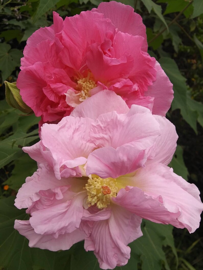 Confederate Rose Hibiscus Cutting Rooted 68 Etsy