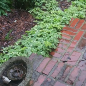 Może przedstawiać: Scena ogrodowa z czerwonym ceglanym chodnikiem i kamienną donicą. Chodnik wykonany jest z czerwonych cegieł ułożonych w jodełkę. Zielone i białe pstre rośliny obramowują ścieżkę, z inną zielenią w tle.