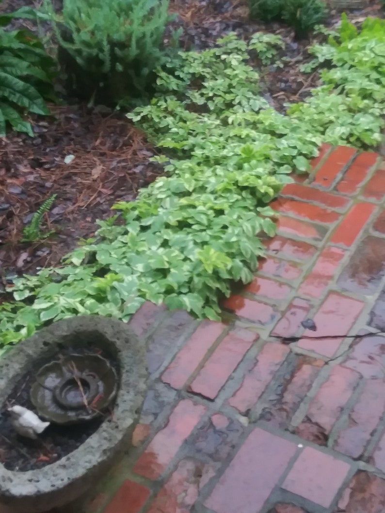 Może przedstawiać: Scena ogrodowa z czerwonym ceglanym chodnikiem i kamienną donicą. Chodnik wykonany jest z czerwonych cegieł ułożonych w jodełkę. Zielone i białe pstre rośliny obramowują ścieżkę, z inną zielenią w tle.