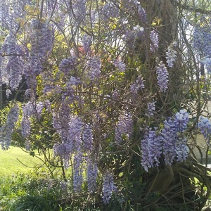 One of Dad's Fragrant Purple Wisteria Rooted Vines image 4