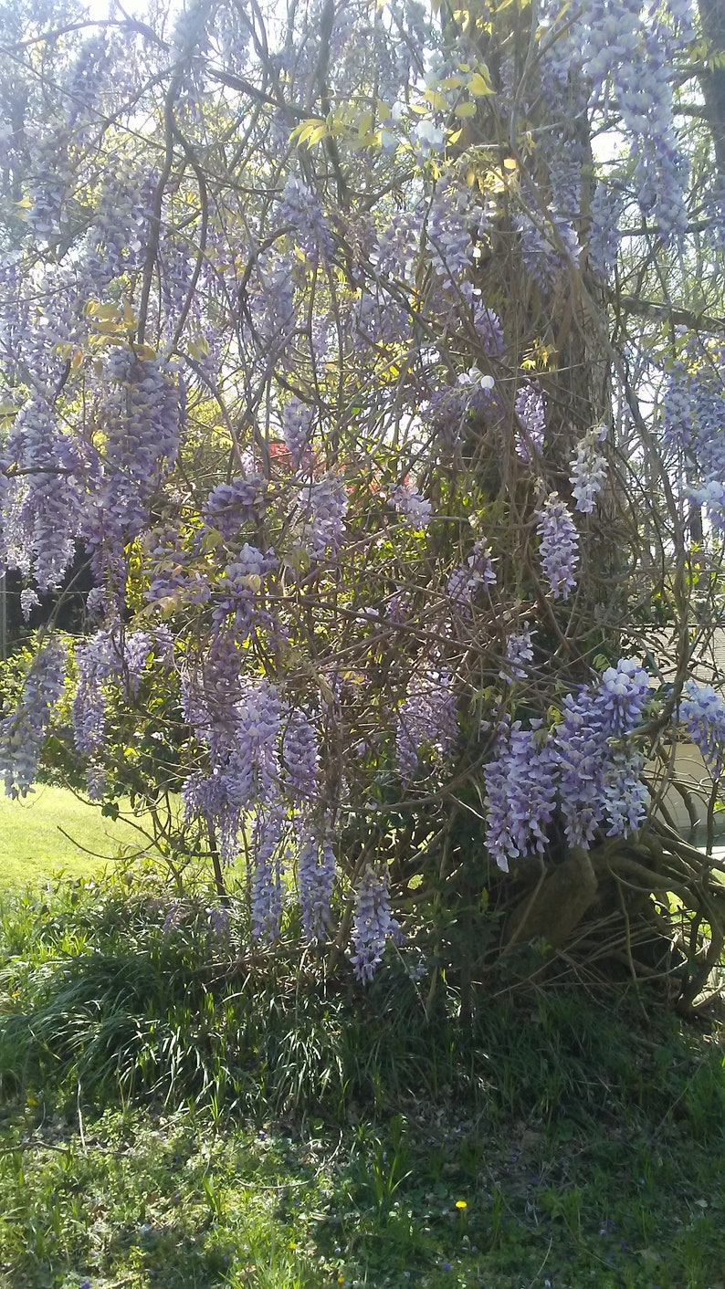 One of Dad's Fragrant Purple Wisteria Rooted Vines image 4
