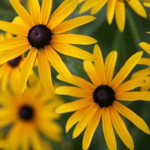 May include: Close-up of yellow black-eyed Susan flowers with dark brown centers. The flowers have long, thin petals and are in full bloom.