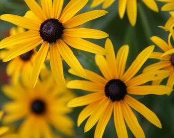 3 Black Eyed Susan Sunflower Plants Perennials Flowers Maryland State Flower