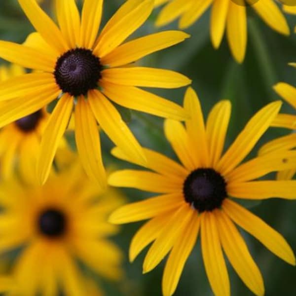 Black Eyed Susan Etsy