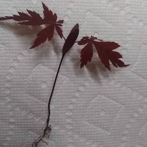 May include: A small, red-leaved Japanese maple tree sapling with a single, dark red seed pod. The sapling is rooted and ready to be planted.