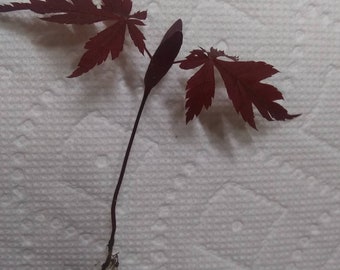 Japanese Red Maple Tree about 4" Sango Kaku Senkaki Bonsai green