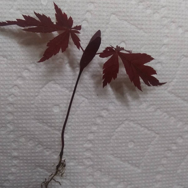 Japanese Red Maple Tree about 4" Sango Kaku Senkaki Bonsai green