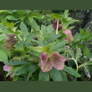 15 Lenten Rose Plants Hellebores Evergreen Perennials Helleborus image 3