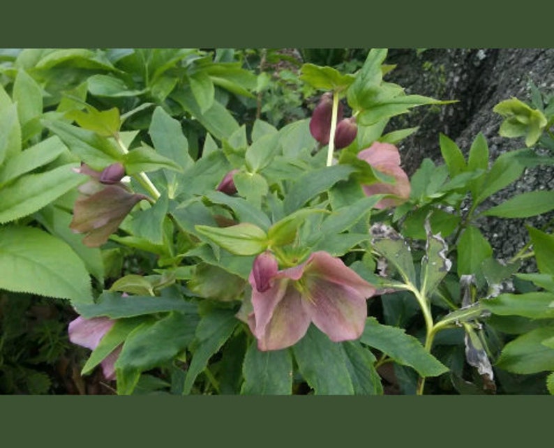 15 Lenten Rose Plants Hellebores Evergreen Perennials Helleborus image 3