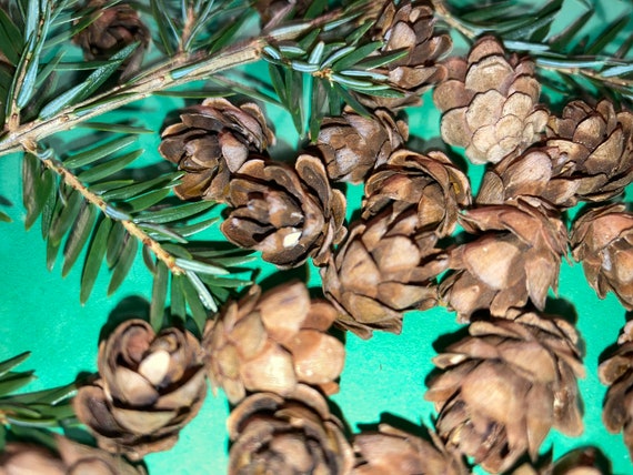 Mini Pine Cones for Crafts Decorating Decor Christmas Natural 