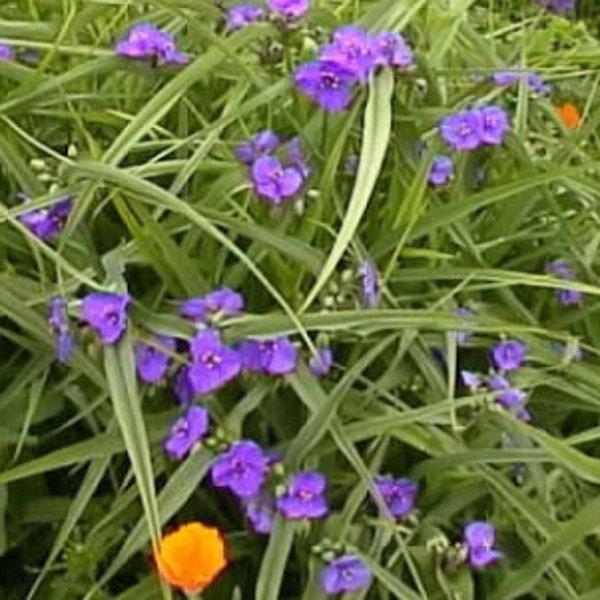 3 Plantas Perennes Púrpuras Spiderwort ¡Envío gratis!