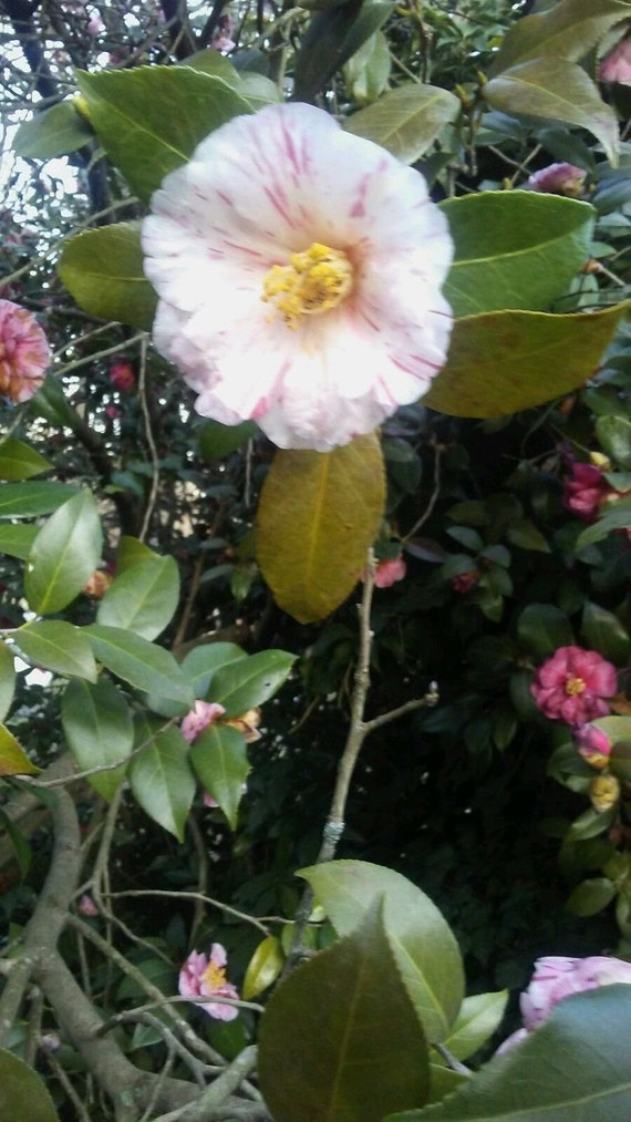 Cleo's Pink Peppermint Camellia Cuttings to Root 4 - Etsy