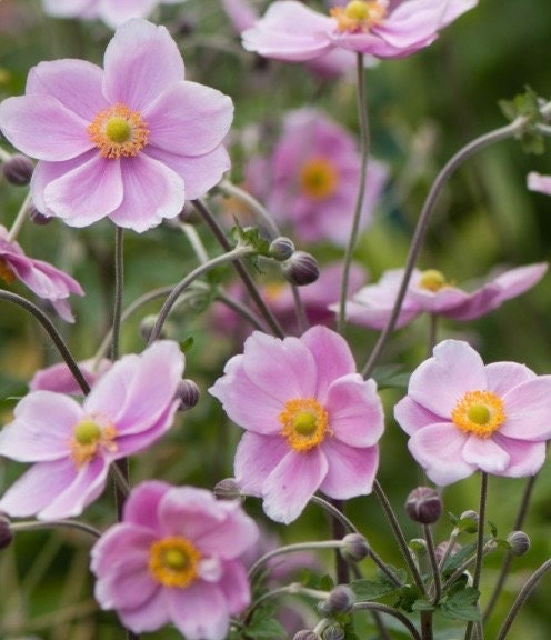 2 Pink White Japanese Anemone Perennial Plants Windflower
