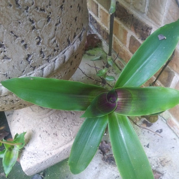 1 Grandfather's Pipe  4-5" Houseplant Plant Cutting to Root Fake Bromeliad Callisia Fragrans Basket Plant