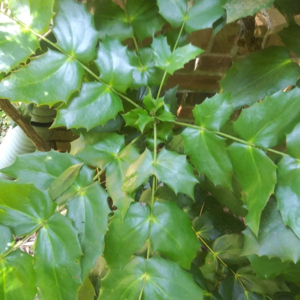 Mahonia Rooted Shrub Plant Baby Tree 3-4" tall Leatherleaf Oregon Grape Variety