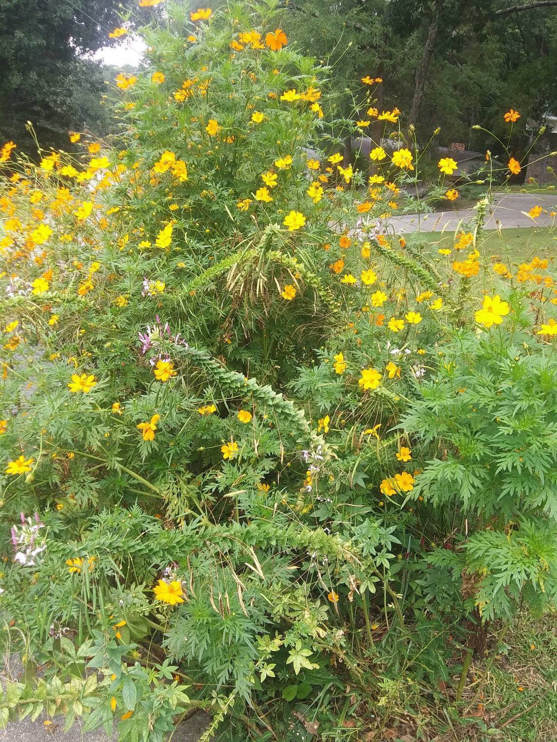 5 Baby Orange Cosmos Plants Etsy