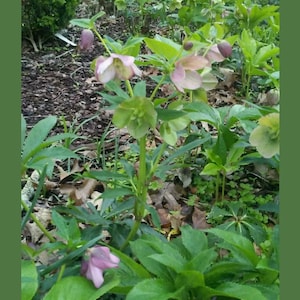 Puede incluir: Primer plano de una flor de el&eacute;boro rosa y blanca floreciendo en un jard&iacute;n. La flor est&aacute; rodeada de hojas verdes y mantillo marr&oacute;n.