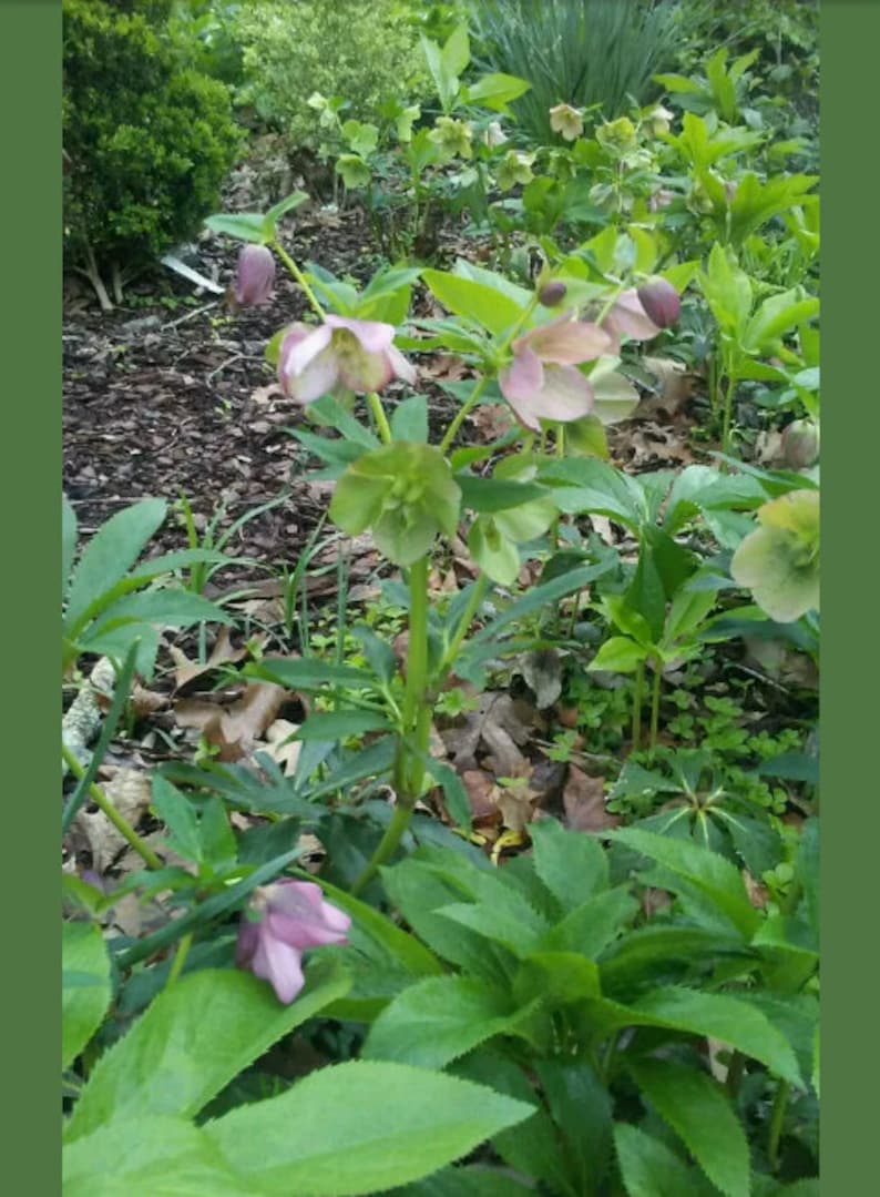15 Lenten Rose Plants Hellebores Evergreen Perennials Helleborus image 4