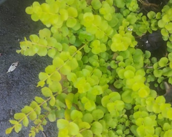 Light Green Creeping Jenny Ground Cover Start