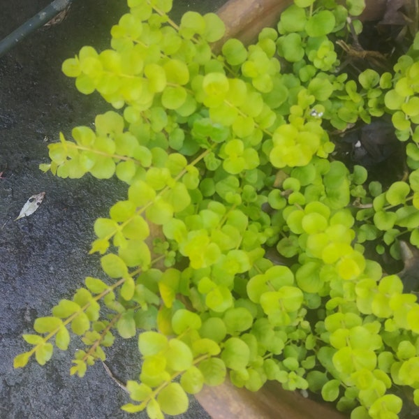 Light Green Creeping Jenny Ground Cover Start