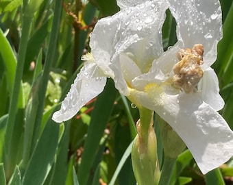 3 White Heirloom Iris Bulbs Spring Rhyzomes  Flowers