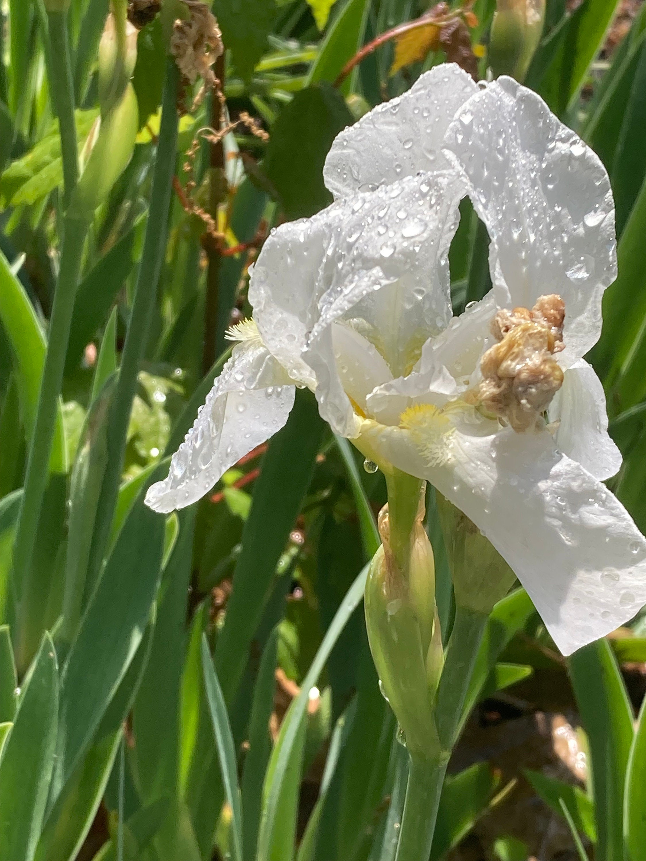 3 White Heirloom Iris Bulbs Spring Rhyzomes  Flowers