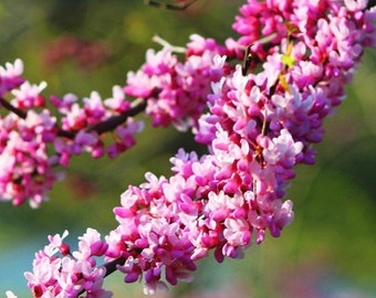 Eastern Redbud Tree Seedling pink flowers 4-5” tall