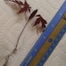 Japanese Red Maple Tree About 4