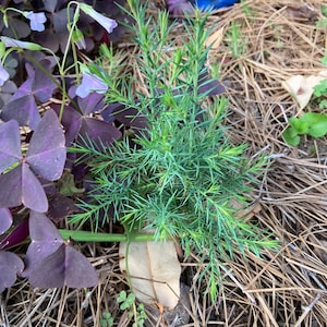 May include: A small green conifer plant growing in a bed of brown pine straw. The plant has many small, thin needles and is surrounded by purple clover.